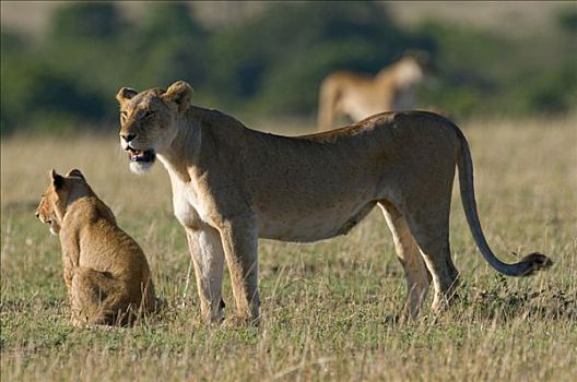 狮子,雌狮,幼兽,马赛马拉国家保护区,肯尼亚,东非