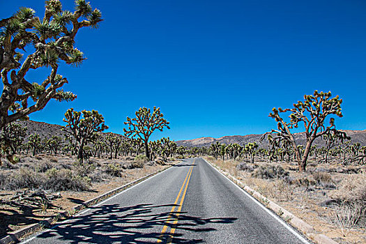 道路,乡村,约书亚树国家公园,加利福尼亚,美国,北美