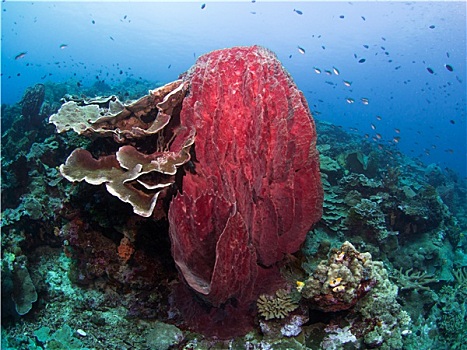 珊瑚,海绵