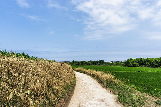 乡村道路,靠近,稻米,农场