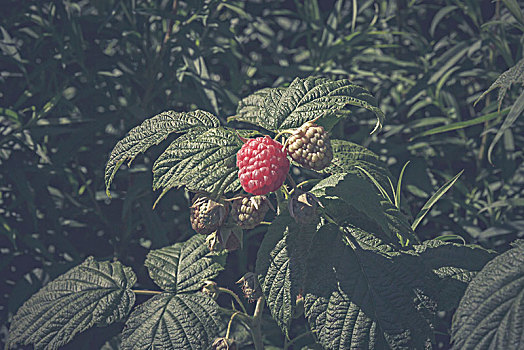 成熟,大,树莓,不熟,水果,灌木