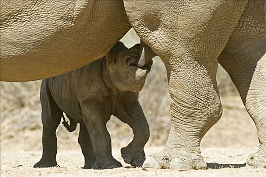 白犀牛,幼兽,哺乳,母兽,牧场,纳米比亚,非洲