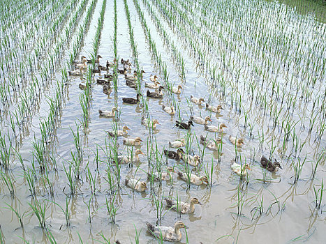 鸭子,农业,稻田