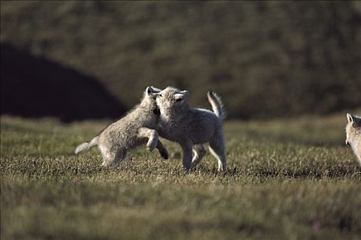 北极狼,狼,幼仔,玩,艾利斯摩尔岛,加拿大