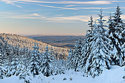 冬天,晚间,哈尔茨山,国家公园,风景,高处,无限,积雪,树林,靠近,萨克森安哈尔特,德国