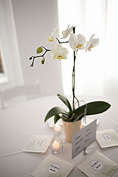 白色,兰花,桌上