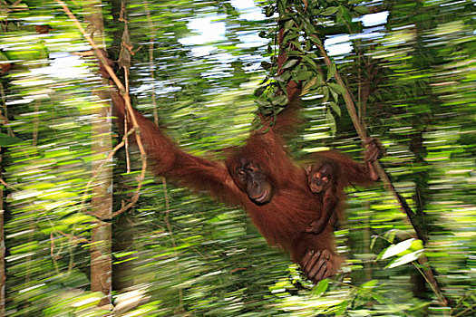 猩猩,黑猩猩,晃动,雨林,婆罗洲,马来西亚
