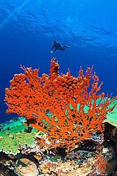 印度尼西亚,南,苏拉威西岛,省,瓦卡托比,群岛,海洋,保存,潜水,海洋生物