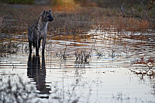 斑鬣狗,站立,浅水,博茨瓦纳