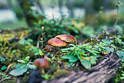 新鲜野生菌