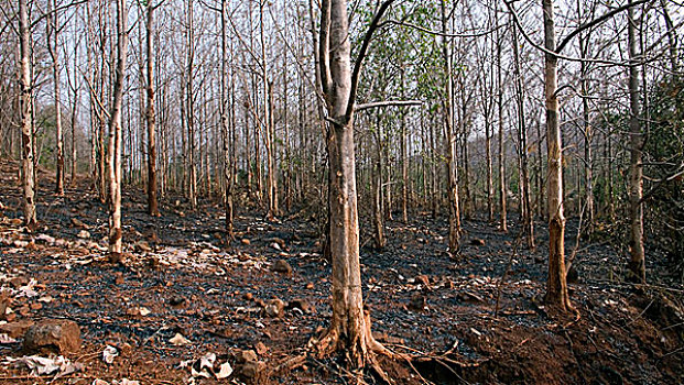 树,森林火灾,泰国,一月,2007年