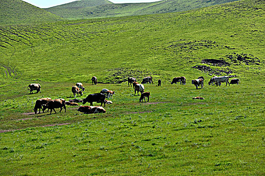 内蒙古科尔沁右翼前旗草原上的牛群羊群