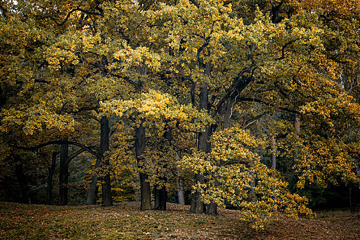 橡树,栎属,秋天,公园,科特布斯,勃兰登堡,德国,欧洲