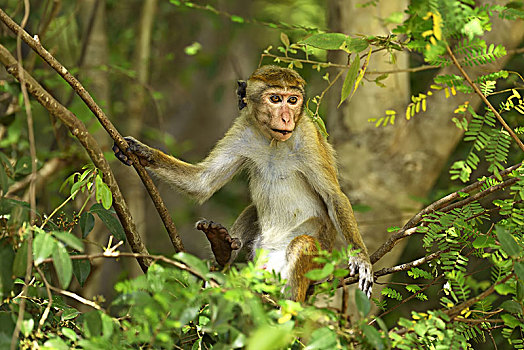 无边帽,短尾猿,弥猴属,坐,树,国家公园,斯里兰卡,亚洲