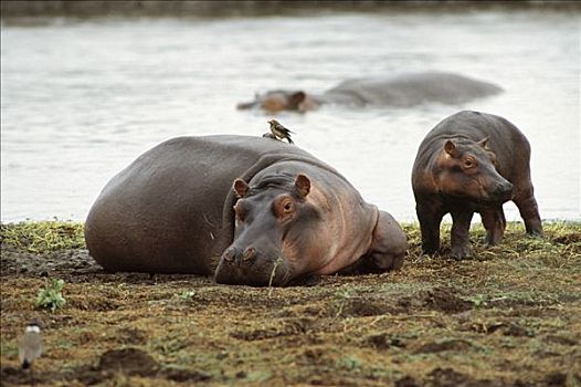 河马,休息,河岸,红嘴牛椋鸟,国家公园,坦桑尼亚
