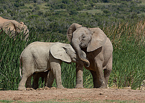 非洲,灌木,大象,非洲象,小动物,玩,阿多大象国家公园,东开普省,南非