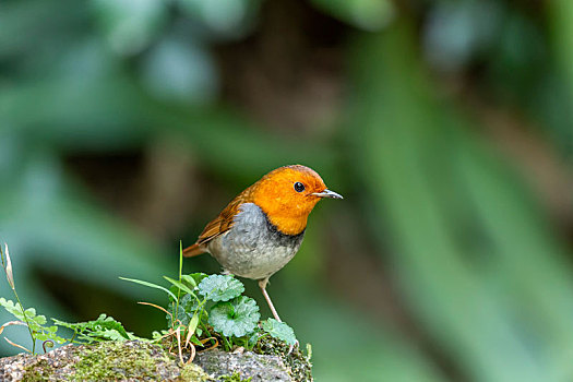 栖息于林木稀疏的地方,于地上和接近地面觅食的日本歌鸲鸟