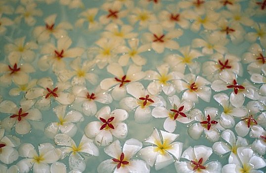鸡蛋花,花,浴缸,巴厘岛,印度尼西亚