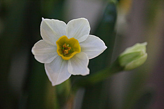 水仙花