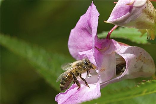 蜜蜂,花