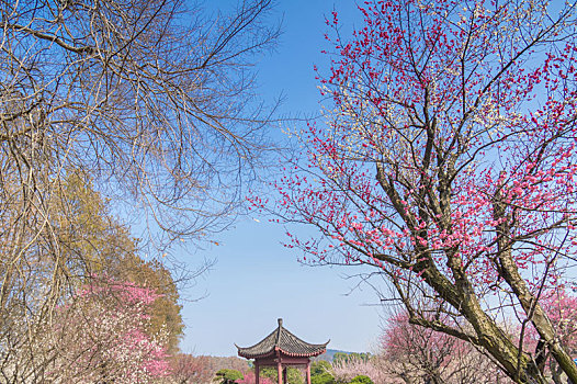 初春梅园梅花盛开