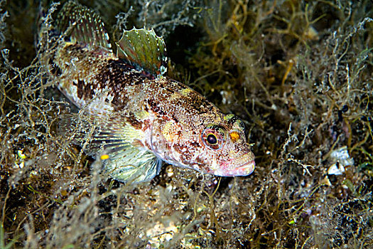 岩虾虎鱼,地中海,克罗地亚,欧洲