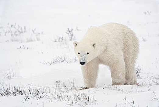 幼兽,北极熊,走,雪,丘吉尔市,曼尼托巴,加拿大