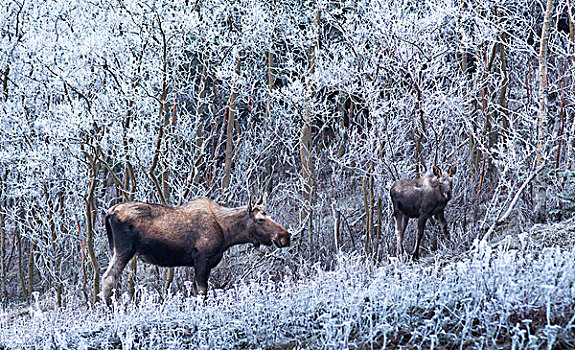 驼鹿,母牛,幼兽,白霜,遮盖,树,楚加奇州立公园,阿拉斯加,冬天