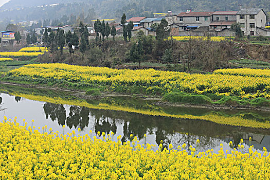 油菜花田