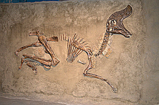 骨骼,恐龙,岁月,迟,白垩纪,时期,北美,皇家,博物馆,德兰赫勒,阿尔泰,加拿大