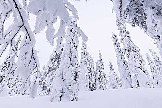 冰冻,树,拉普兰,芬兰