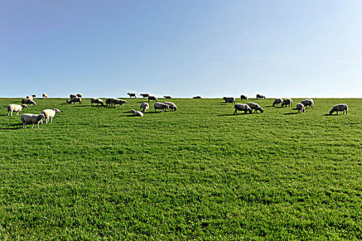 绵羊,靠近,胡苏姆,石荷州,德国,欧洲