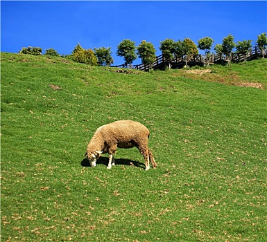 绵羊,放牧,茂密,草场