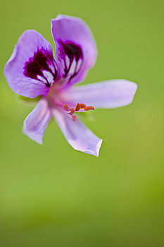 特写,紫色,天竺葵,花