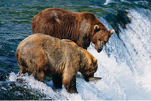 大灰熊,抓住,鱼,卡特麦国家公园,阿拉斯加,美国