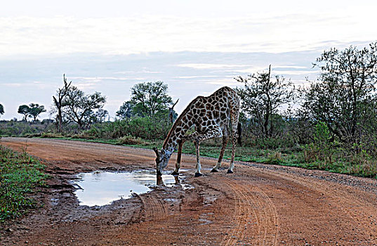 长颈鹿,喝,水,泥土,道路,克鲁格国家公园,南非