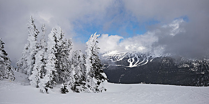 积雪,树,山,背景,惠斯勒,不列颠哥伦比亚省,加拿大