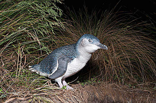 小蓝企鹅,塔斯马尼亚,澳大利亚