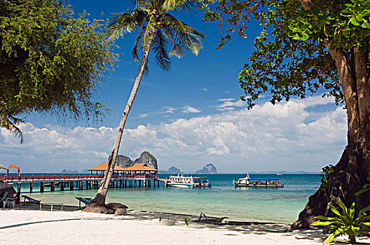 码头,手掌,海滩,苏梅岛,岛屿,泰国,亚洲