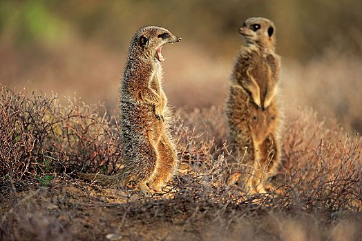 两个,猫鼬,细尾獴属,成年,站立,警惕,哈欠,奥茨胡恩,西海角,南非,非洲