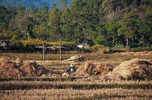 女人,穿,帽子,工作,收获,稻田,北方,泰国,亚洲