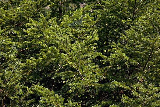 树,不列颠哥伦比亚省,加拿大