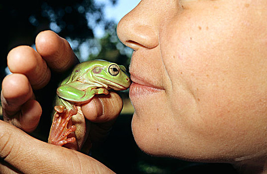 吻,青蛙