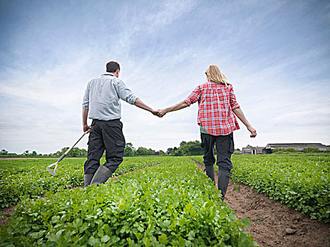 情侣,握手,农场