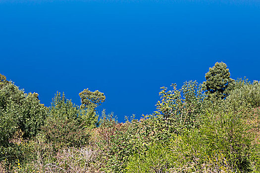 树,清晰,蓝天