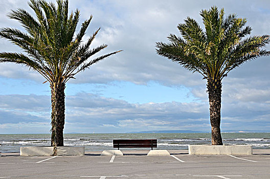 长椅,棕榈树,靠近,海洋
