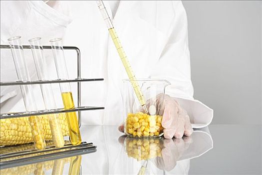 分析,玉米,实验室