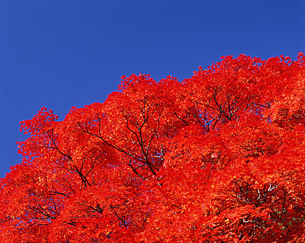 巨大,枫树,红色,蓝天