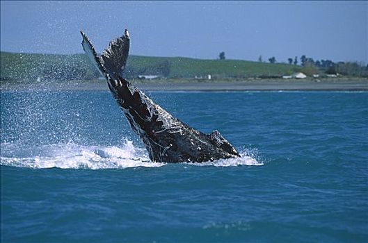 驼背鲸,大翅鲸属,鲸鱼,尾部,拍击,新西兰