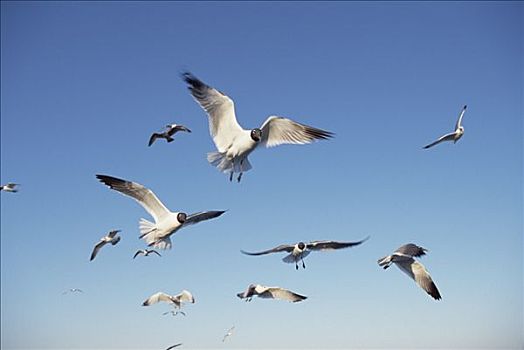 笑鸥,成群,飞跃,大西洋,靠近,哈特拉斯角,岛屿,北卡罗来纳
